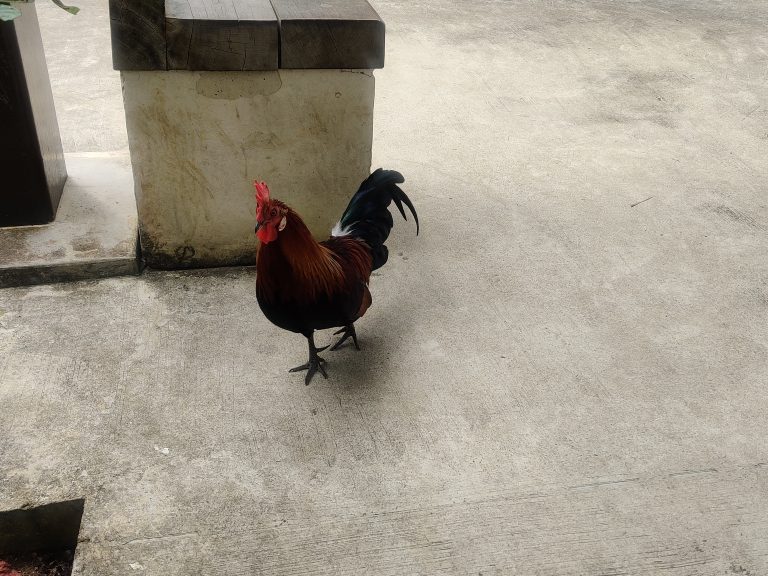 A wild rooster out and about