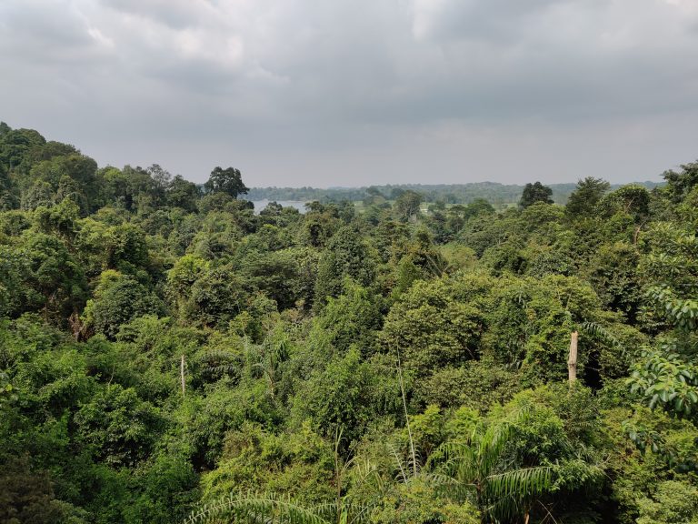 Reservoir Park from the hanging bridge