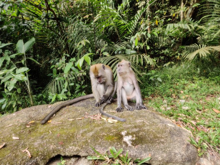 Two monkeys in the jungle
